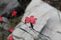 /album/wildflowers/dianthus-biflorus1-parnassos-jpg/